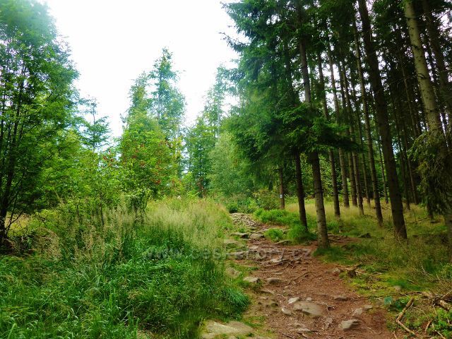 České Milovy - cesta po zelené a modré TZ ke Čtyřem palicím se změnila ve stezku