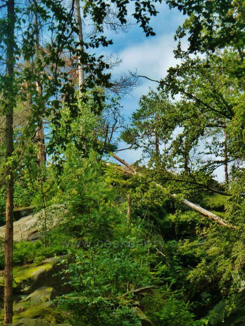 České Milovy - Čtyřpaličaté skály, pohled k vyhlídce