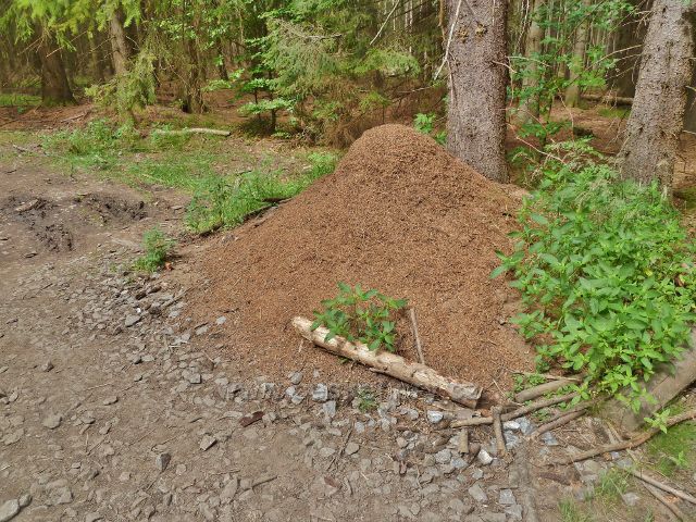 České Milovy - jedno z četných mraveništ lemujících cestu po modré TZ k Milovickým perníčkům