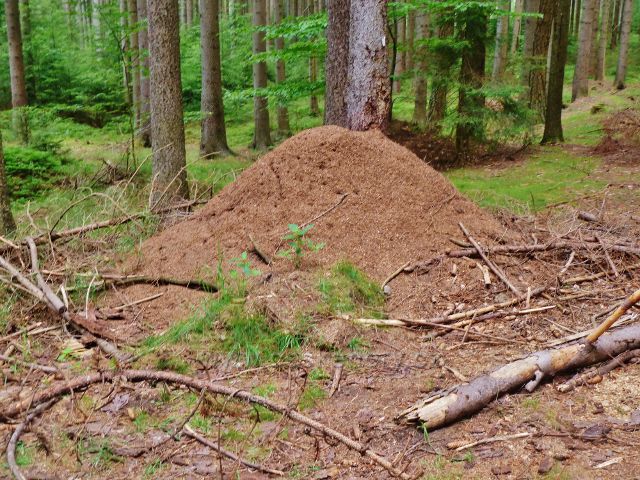 České Milovy - mraveniště u cesty po modré TZ k Milovickým perníčkům