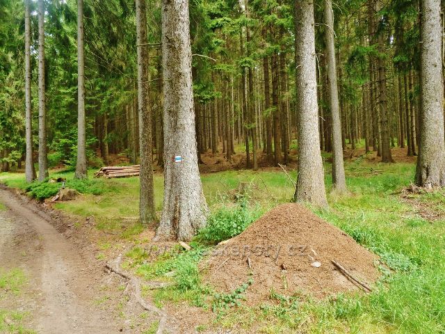 České Milovy - cestu po modré TZ k Milovickým perníčkům provází několik mraveništ