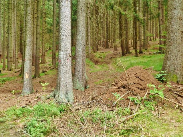 České Mílovy - některá mraveniště provázející trasu po modré TZ k Milovským perníčkům lze vidět i několik metrů od cesty