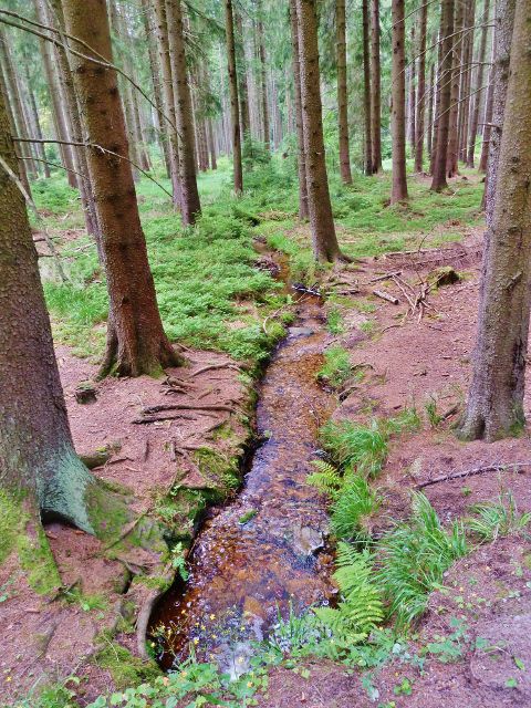 České Milovy - lesní potok  pod cestou po modré TZ  ke Zkamenělému zámku, jehož vody obohacují řeku Svratku