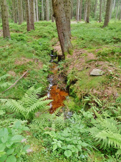 České Milovy - pramen lesního potůčku jehož voda končí ve Svratce