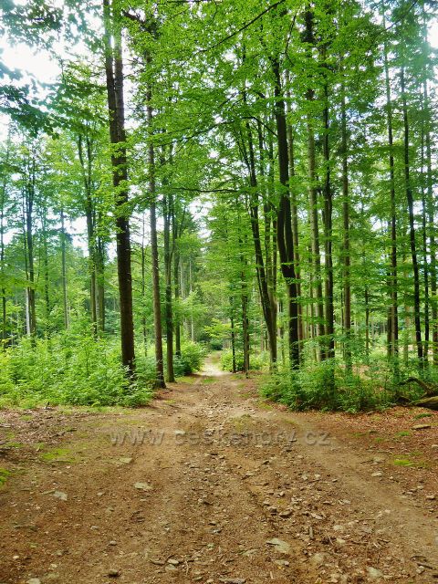 Česká Cikánka - cesta ke Zkamenělému zámku