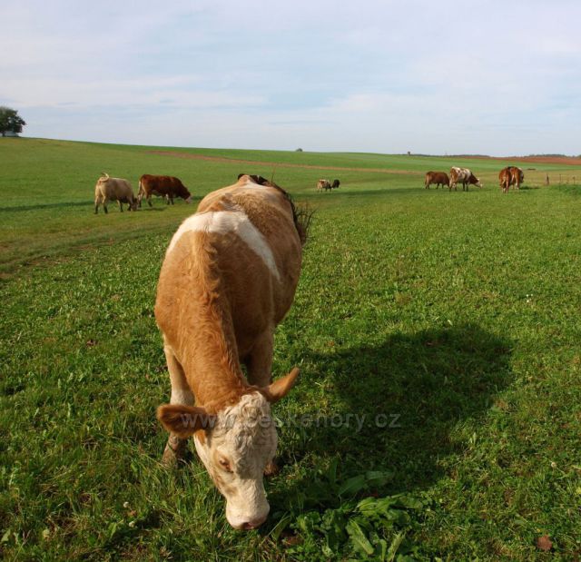 Na pastvě