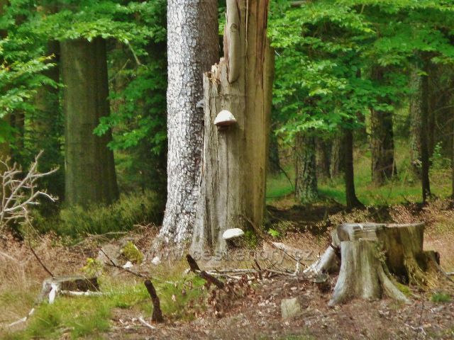 Česká Cikánka - na okraji PP Zkamenělý zámek