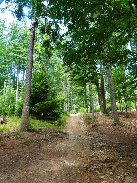 Křižánky - rozcestí Pod Zkamenělým zámkem, cesta po modré TZ k PP Zkamenělý zámek