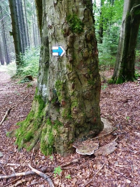 Křižánky - modrá TZ na javorovém kmenu na rozcestí Pod Zkamenělým zámkem