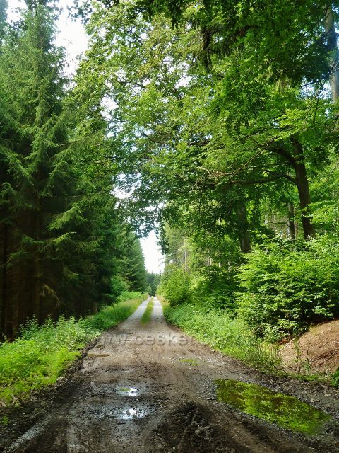 Křižánky - cyklostezka k rozcestí  Plaňkovka