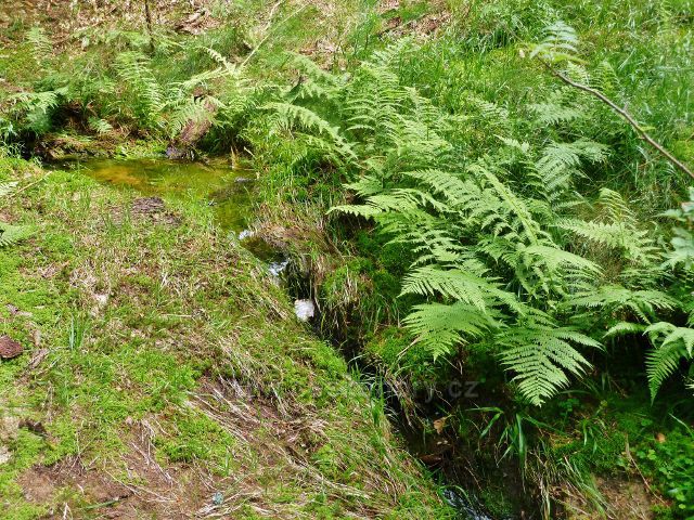 Křižánky - počátek jednoho z mnoha přítoků Svratky