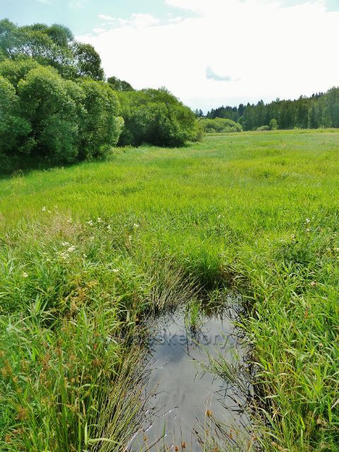 České Milovy - PR Meandry Svratky
