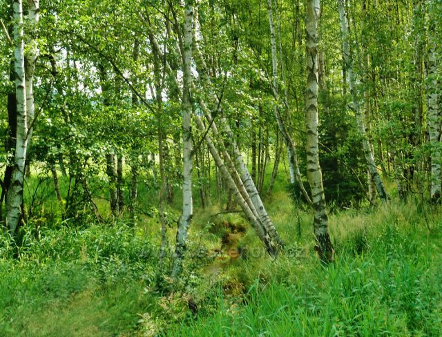 České Milovy - PR Meandry Svratky, březový porost podél Studeného potoka