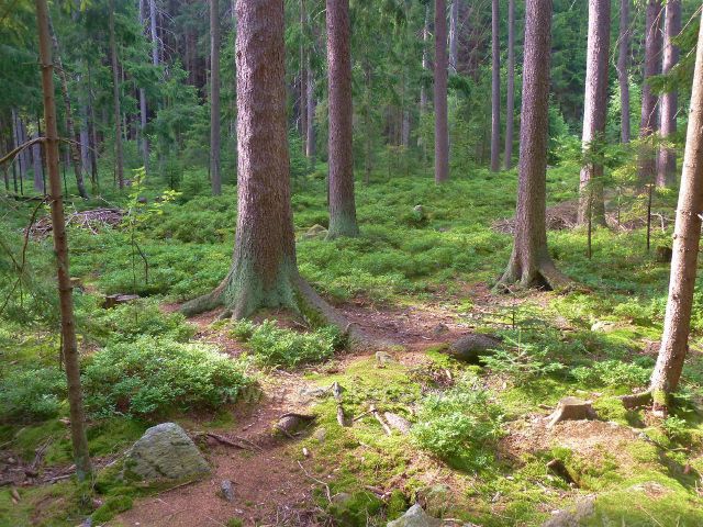 Milovy - lesní porost lemují  cestu k Dráteničkám