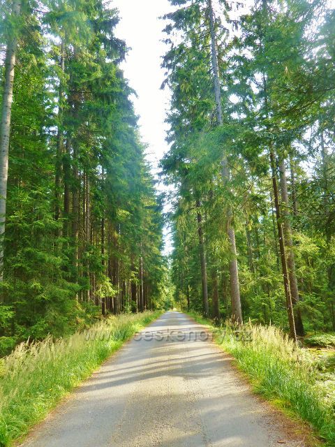 Milovy - zelená TZ k Dráteničkám jde po lesní silničce