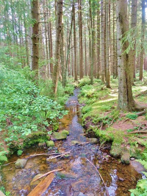 Sněžné - cesta po červené TZ ke skalnímu útvaru Dráteničky přetíná Černý potok, který napájí Milovský rybník a následně se vlévá do Svratky