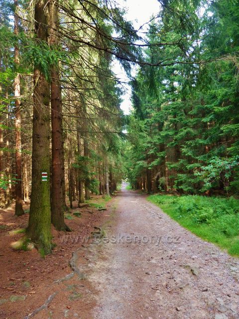 Sněžné - trasa po červené TZ ke skalnímu útvaru Dráteničky vede až k rozcestníku Dráteničky po širší lesní cestě