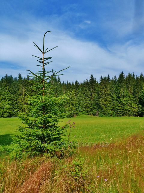 Sněžné - posed na okraji lesa pod Dráteničkama