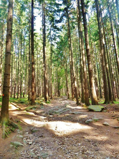 Sněžné - cesta po červené TZ k Malínské skále