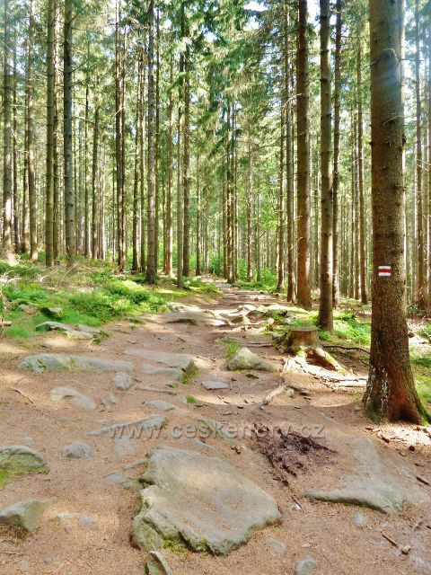 Sněžné - cesta po červené TZ k Malínské skále