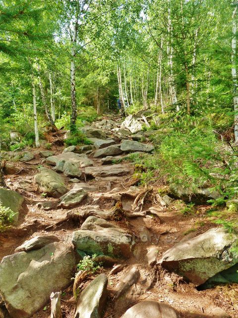 Sněžné - poslední úsek cesty po červené TZ k Malinské skále je značně kamenitý