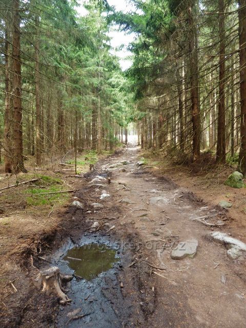 Sněžné - cesta po červené TZ k PP Lisovská skála
