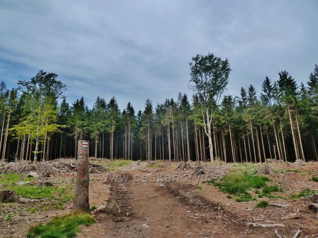 Sněžné - cesta po červené TZ k PP Lisovská skála prochází velkou pasekou po kůrovcové těqžbě
