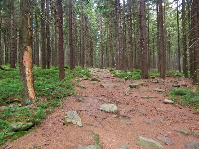 Sněžné - Cesta po červené TZ k PP Lisovská skála