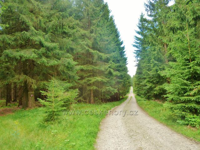 Sněžné - cesta po červené TZ  k PP Lisovská skála