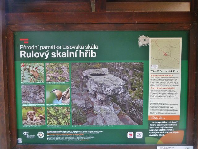 Sněžné - panel PP Lisovská skála, Rulový skalní hřib