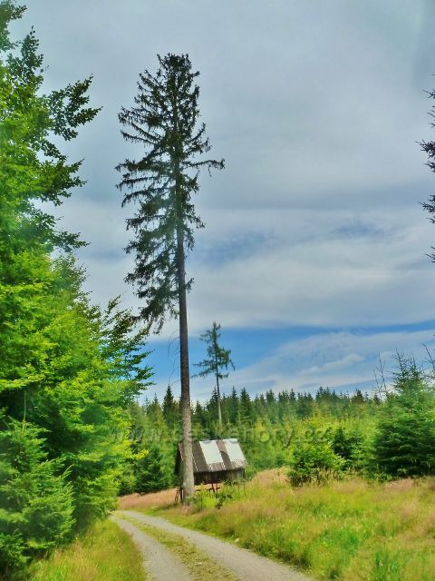 Křižánky - krmelec u trasy po modré TZ do Křižánek