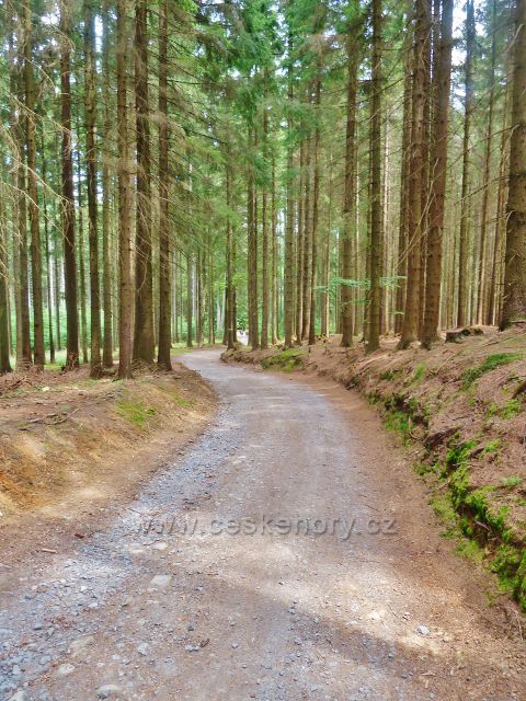 Křižánky - trasa po modré TZ do Křižánek vede po široké lesní silničce