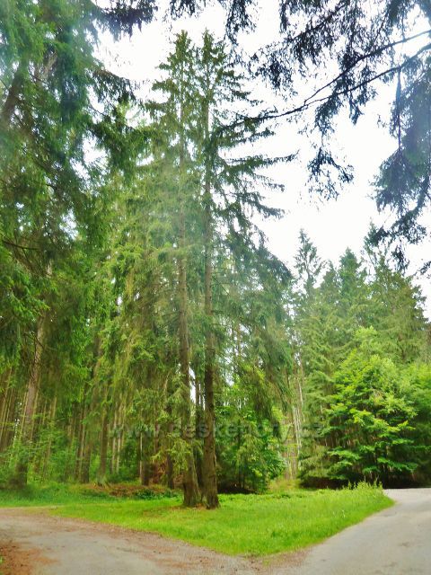 Křižánky - rozcestí lesních silniček s bodem záchrany ZR 015