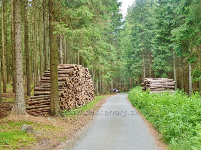 Křižánky - lesní asfaltová silnička po níž vede modrá TZ do Křižánek