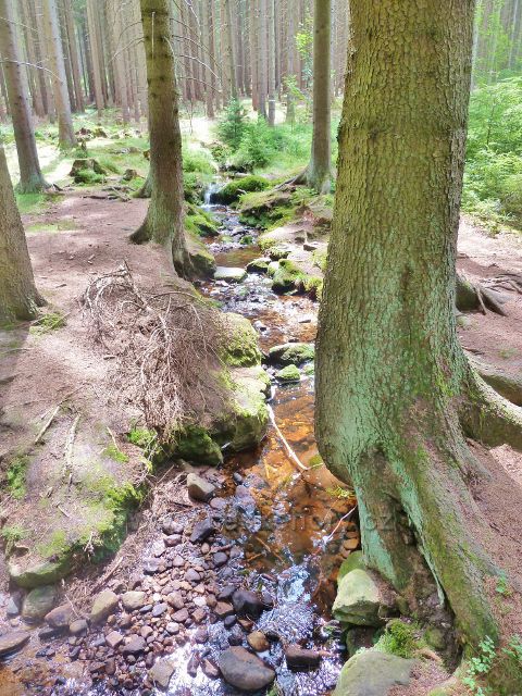 Sněžné - Studený potok. Jeho vody končí ve Svratce
