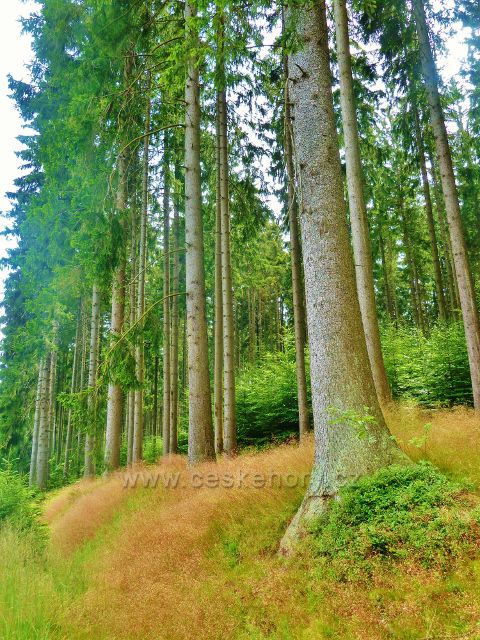 Sněžné - lesní porost podél silničky do Milov