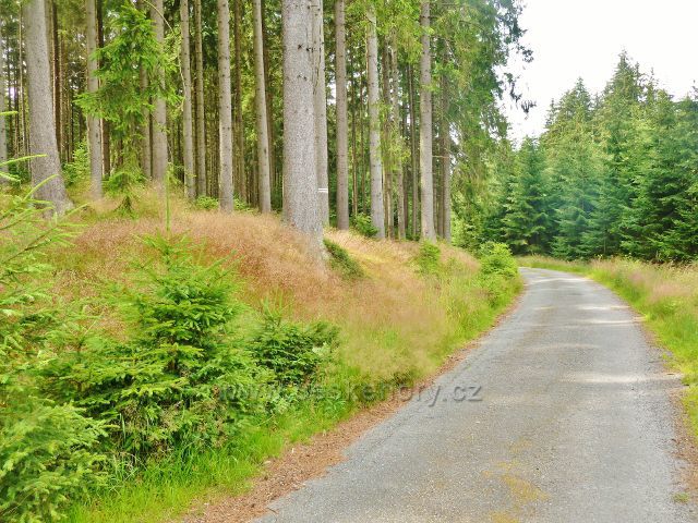 Sněžné - lesní porost podél silničky do Milov