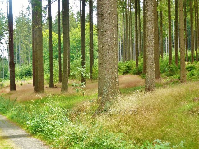 Sněžné - lesní porost podél silničky do Milov