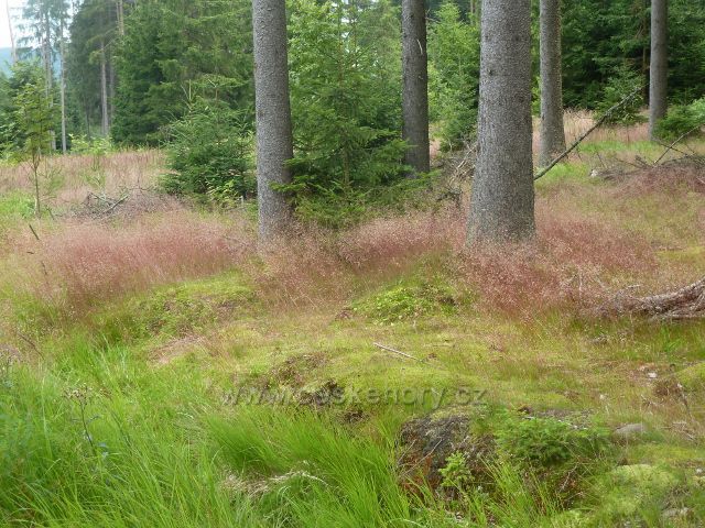 Milovy - lesní porost u silničky do Milov