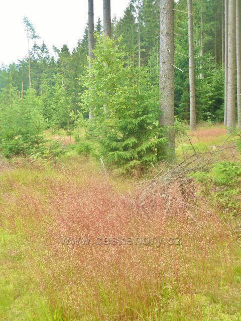 Milovy - lesní porost u silničky do Milov