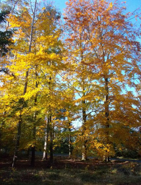 Podzim v lese na Hlinecku