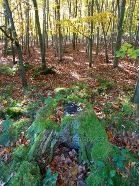 Podzim v lese na Hlinecku