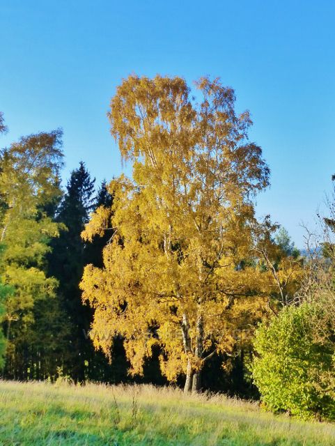 Pastviny - bříza v podzimním šatu