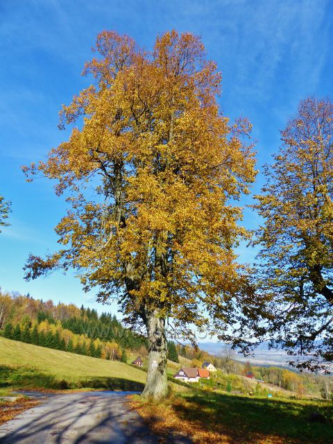 Petrovičky -hraniční přechod -  první metry silničky do polského Kamienczyku