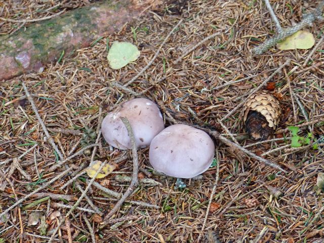 České Petrovice - čirůvka fialová je jedlou houbou pozdního podzimu.