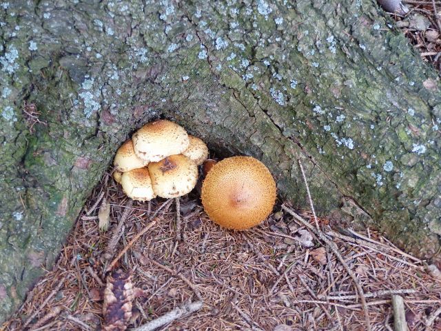 České Petrovice - podzimní houbou zvláště ve smrkových porostech je i václavka obecná, která však vyžaduje delší dobu tepelného zpracování. Nález plodnic v lesním porostu na Adamu