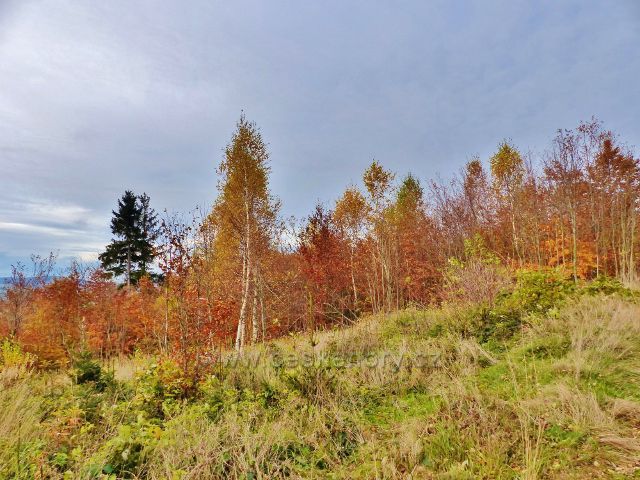 České Petrovice - lesní porost pod Kašparovo chatou