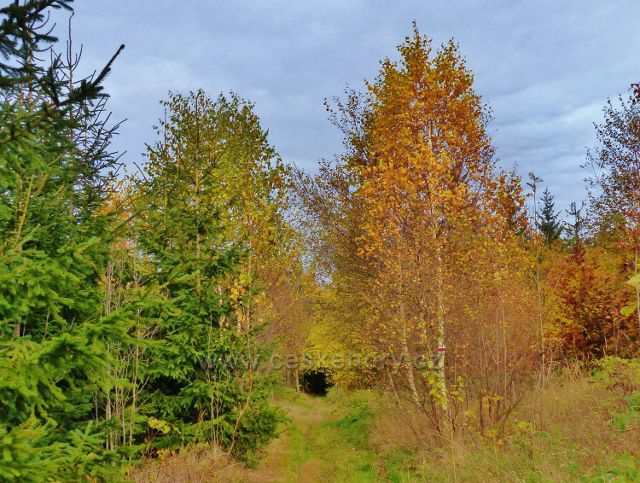 České Petrovice - vrstevnicová cesta po červené TZ pod Kašparovo chatou
