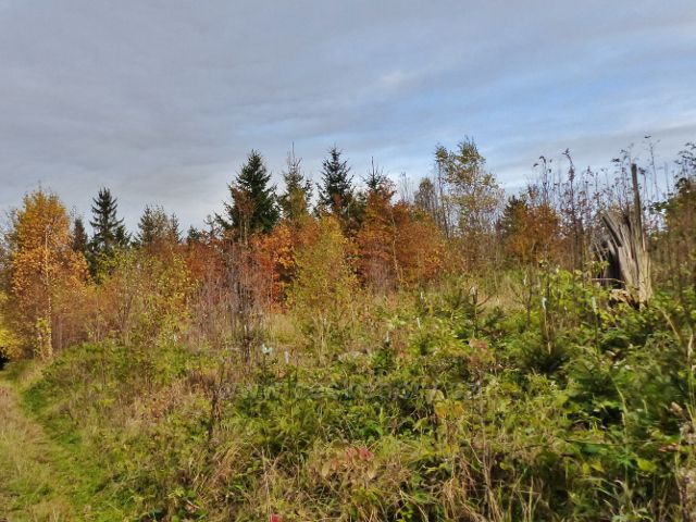 České Petrovice - ochrana lesních kultur před okusem zvěří