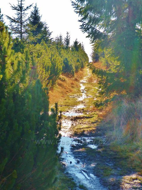 Orlické hory - Orlické hory - Jiráskova cesta po červené TZ před Kunštátskou kaplí nezapře, že prochází rašeliništěm